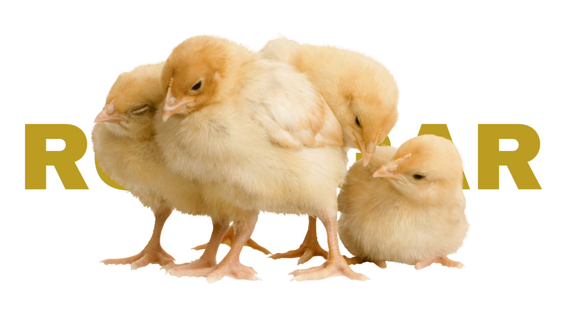 Untitled-design-25.png